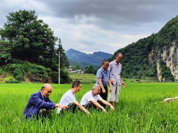 富源县植保植检站开展水稻病虫害防治技术指导服务